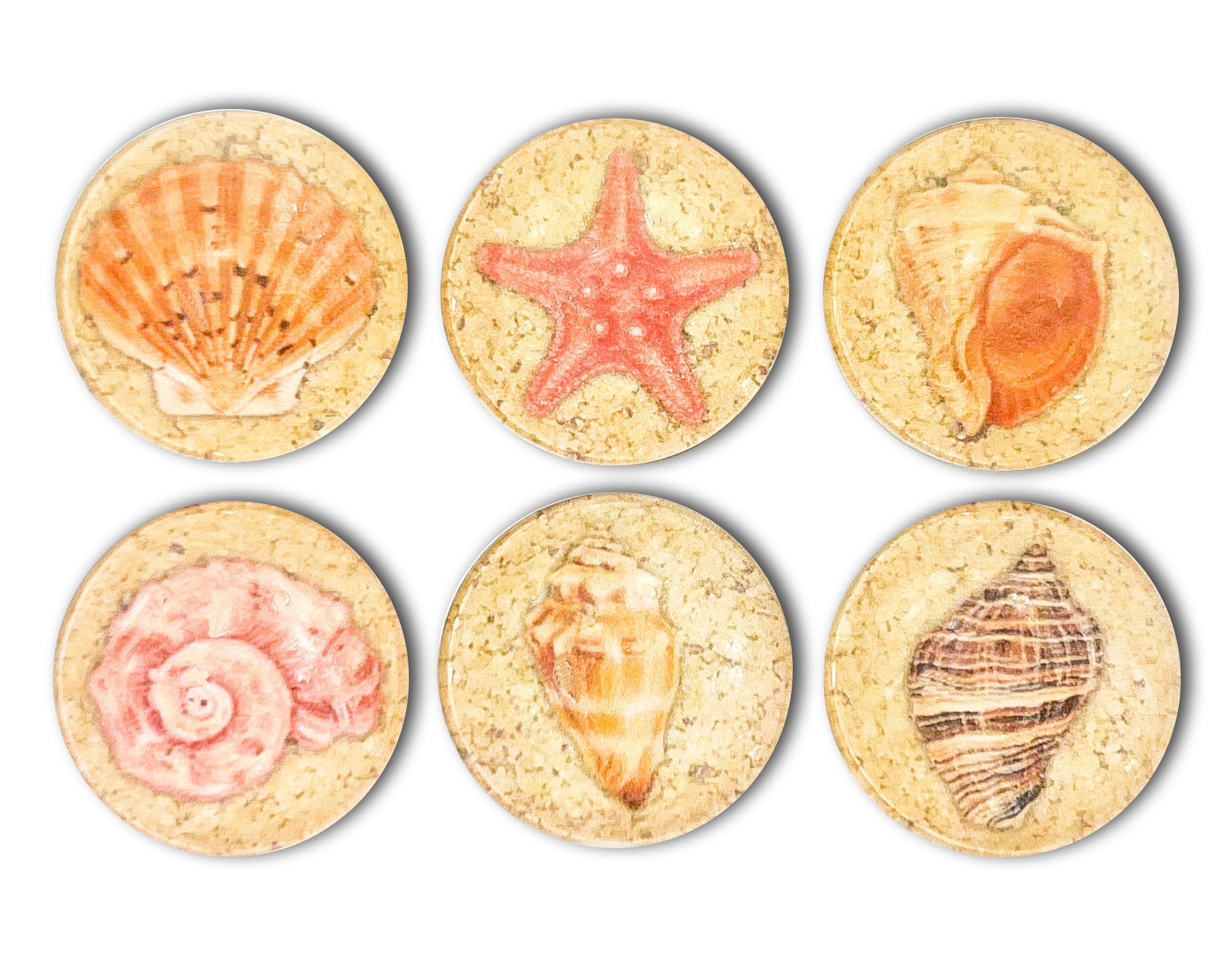 Seashell Magnet Set
